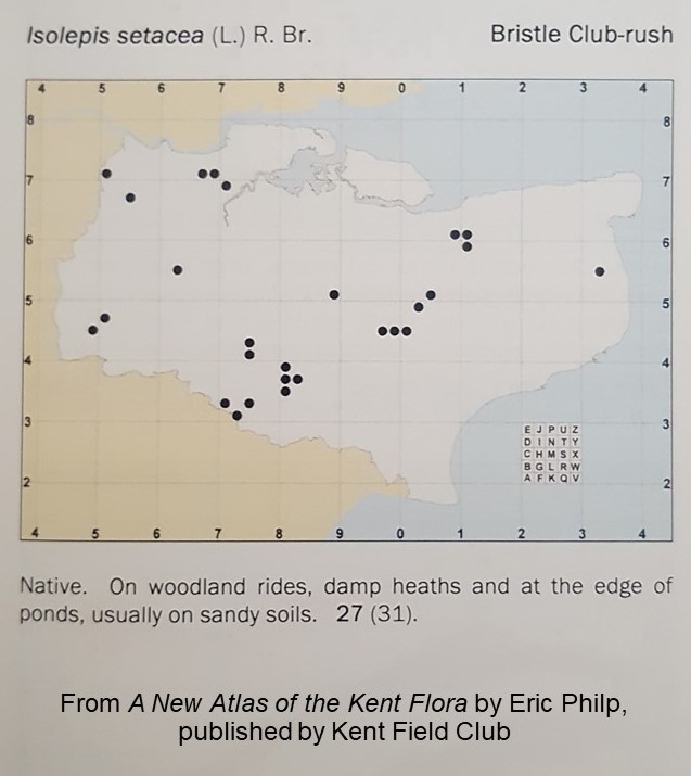 KentFieldClub's tweet image. Bristle club-rush (Isolepis setacea) - quietly understated, easily overlooked, and by no means common in Kent. But seems to be enjoying the cool, wet summer at this site in Cobham Woods. #wildflowers