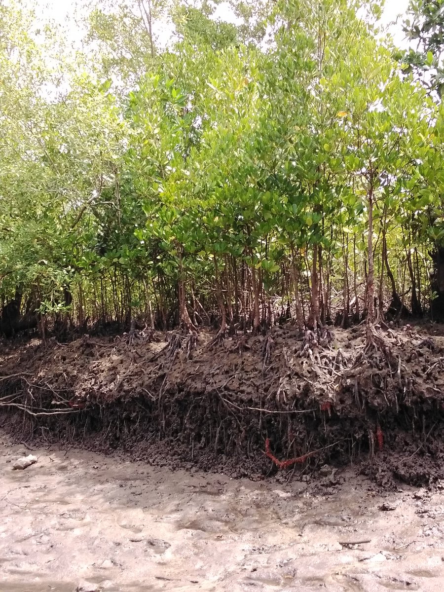 Project team "Sustainable use of Mangrove of the WIO Region" from Western Indian Ocean Mangrove Network is conducting a pre-survey in the project sites in Pemba, to collect important information which will help in the planning of actual survey <a href="/wiomsa/">WIOMSA</a> <a href="/WWTanzania/">WWF Tanzania</a> @alexpeter_281