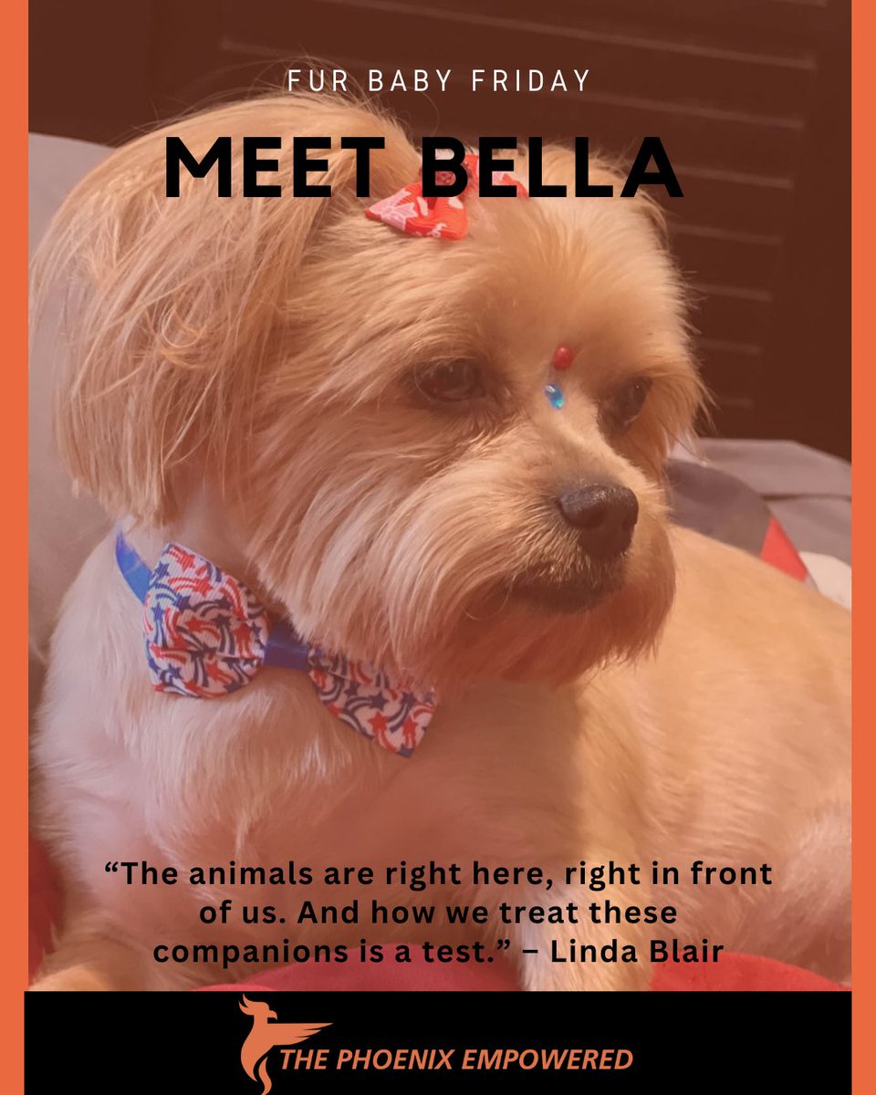 TPEmpowered's tweet image. Meet Bella!
We have a few resident mascots but Bella might be the most special as she is (his words) "the love of his life."
Bella is the soul-animal of our fearless leader, Jose.

#furbabyfriday  #animalsandmentalhealth #mentalhealth #thephoenixempowered #empoweredspaces
