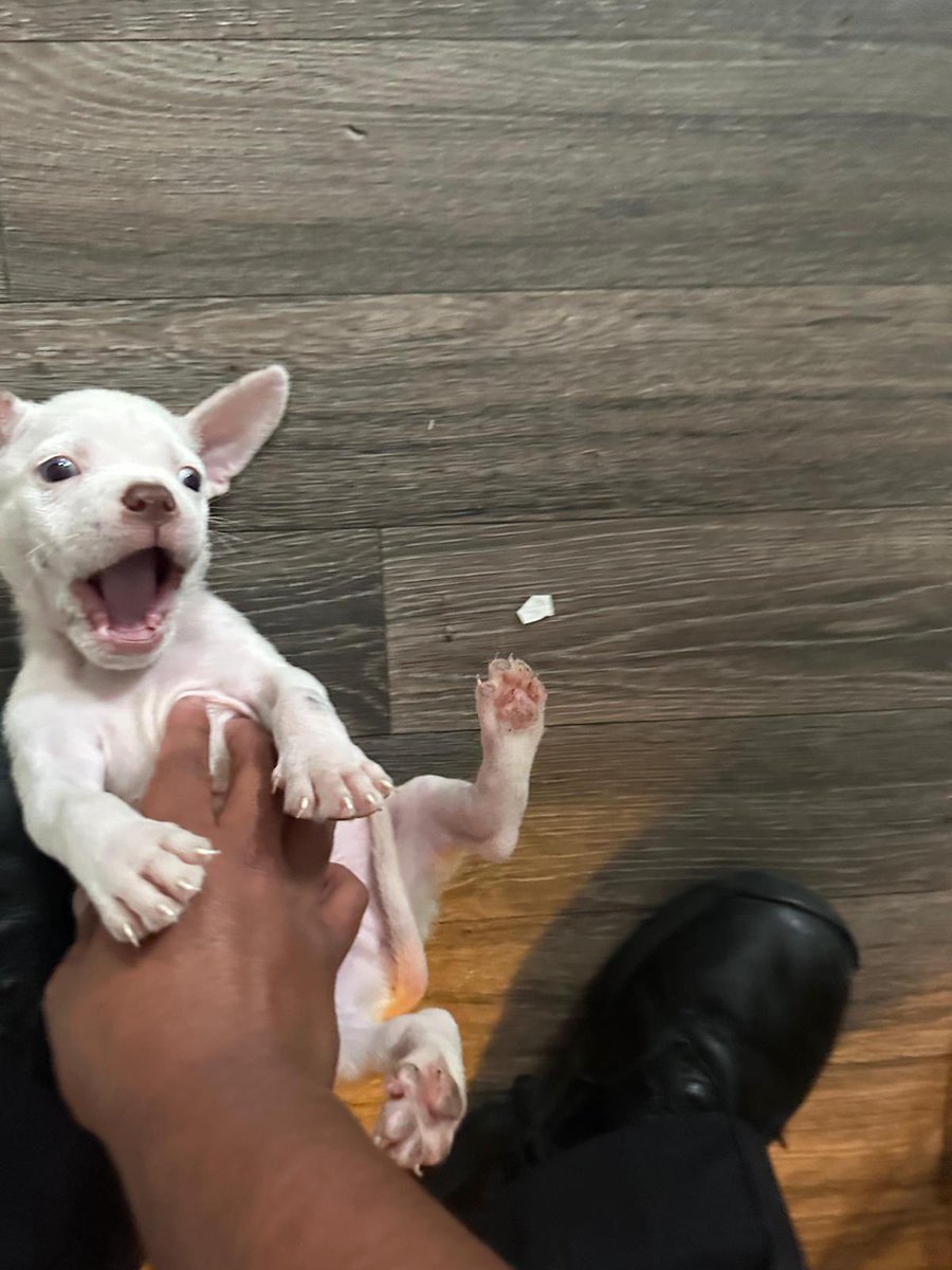 The Metropolitan Police puppy belly tickling service in full swing. 
A very happy customer.
#dog #puppy #police