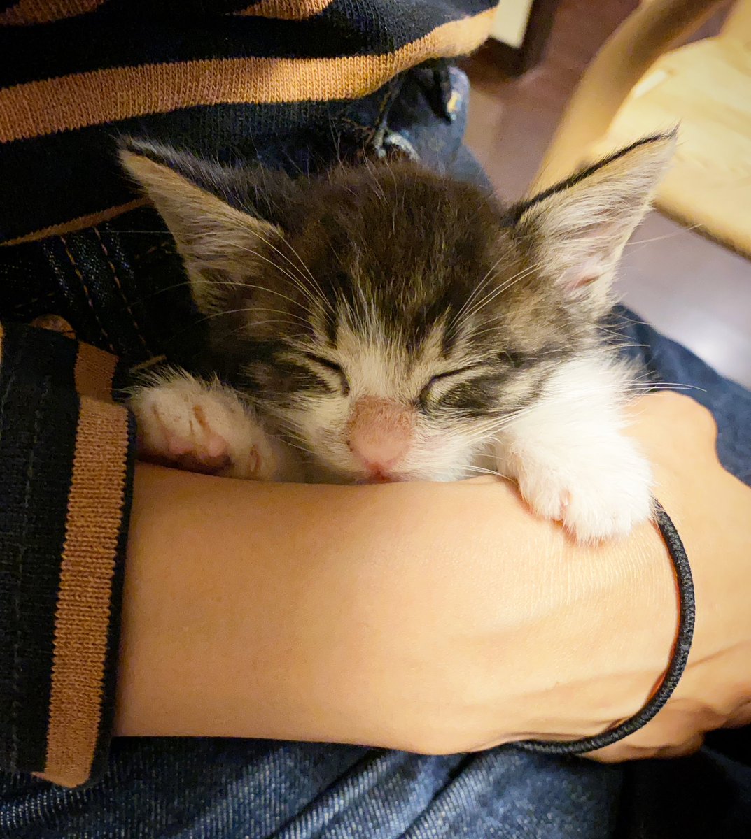 aporeo0829's tweet photo. ママの手にじゃれて遊んでたらそのまま寝てしまったオレオ🐾

 #あぽれお兄弟 #保護猫兄弟 #過去pic https://t.co/NOk52pABKv