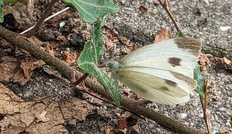 chrisvanswaay's tweet photo. Southern Small White (Pieris mannii, scheefbloemwitje), female, during our lunch walk. Watch the huge middle spot, the black apex and the rounded back of the forewing. This species is doing well this year in NL and can be found almost anywhere, but most in urban areas. https://t.co/EiPqzhnTZC