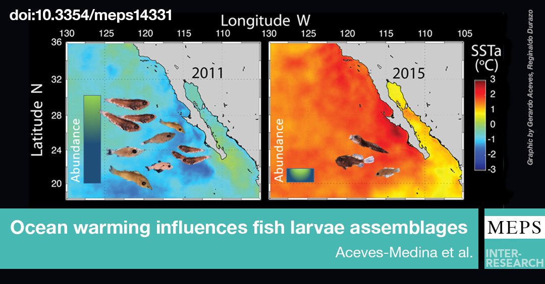 MEPS_IR's tweet photo. The #LarvalFish community off the Baja California Peninsula in the period between La Niña 2010-2011 and El Niño 2015-2016 showed the highest decreases in fish larval density since 1951 and dramatic changes in #CommunityComposition
https://t.co/Ym6CbDaKQN https://t.co/5ykE8RmT5q