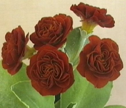 NAPS_North's tweet photo. Lets have a look at a few double auriculas. Firstly, a few solid colours: https://t.co/8aHdBLx09F