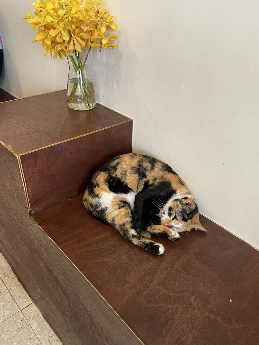 mercredimatin_'s tweet photo. commonly specialty coffee, bang rak 🐈 https://t.co/ic0Wi8Llv4