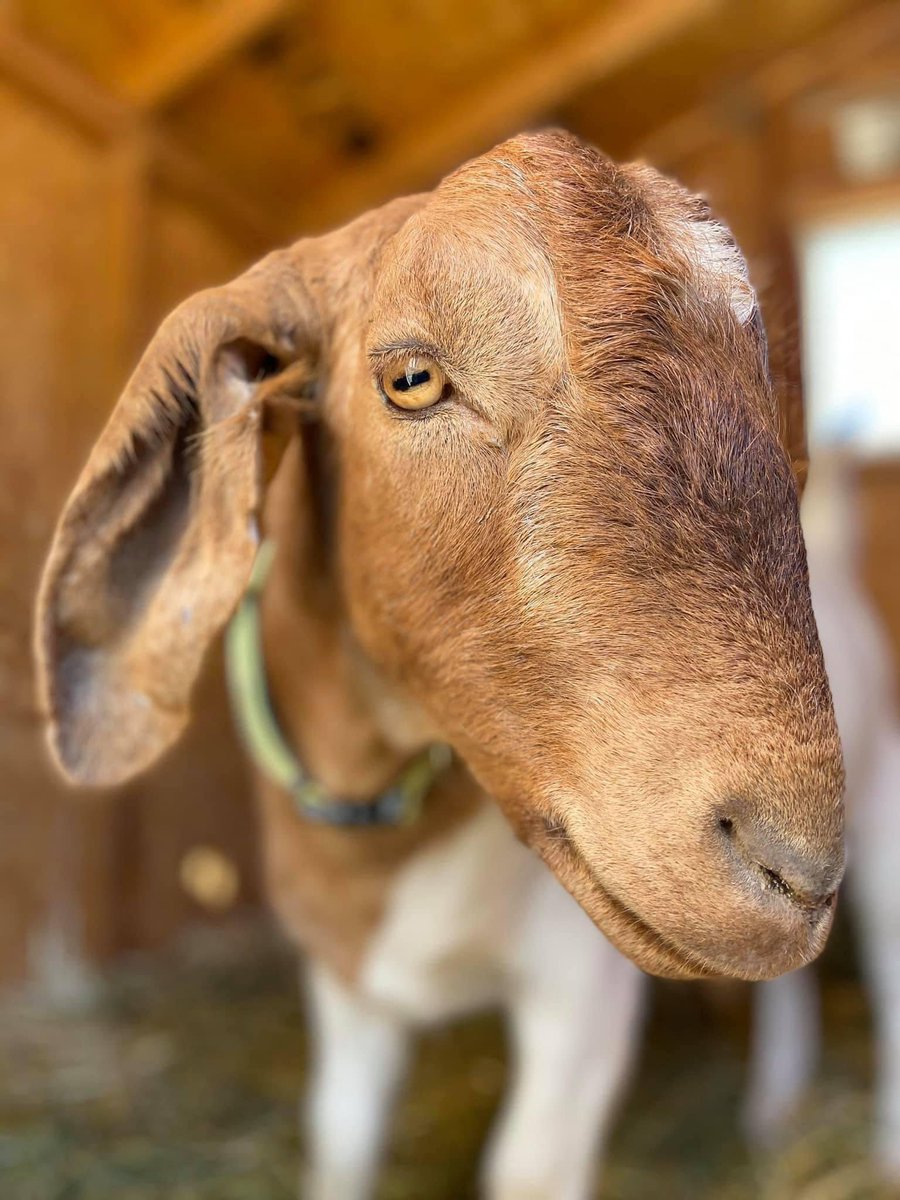 #TGIF Thank goat it’s Friday! 🐐

Donovan wants to remind local high school students to check out the new LEAP program this school year: 

Learn more:
harvesthomesanctuary.org/leap

#StocktonCA #SanJoaquinCounty