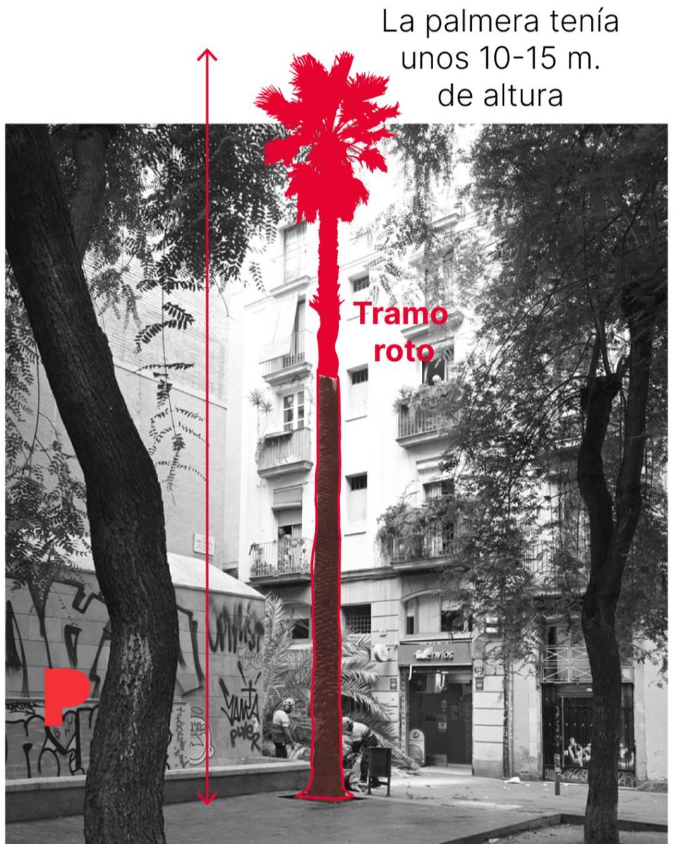 elperiodico's tweet photo. 🌴 Hablamos de una palmera #datilera, de unos 10-15 metros de altura. Es la misma especie que protagonizó otro accidente mortal hace 3 años en el parque de la #Ciutadella https://t.co/5wIHzEvxfS