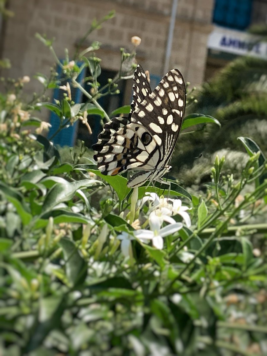 Kıbrıs’ta yeni bir kelebek türü görüldüğünü açıklamıştı, kelebek gözlemcisi Hasan Bağlar.

“Nusaybin güzeli” demişler ismine… Barikatta gördüm, rastgele…

Göç ederek gelmiş adaya, ‘kelebek ömürlü’ evlatlarımızın rüyalarına eşlik etmeye…
#sampiyonmeleklerunutulmayacaksiniz
