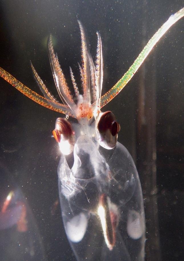 Sometimes, it's hard to get a sense of scale in the ocean.

Take these cranchiids. They might seem small, but Taonius sp. can get up 66 cm in mantle length (ML) and Galiteuthis phyllura estimated to have a max ML of ~2.7 m! No wonder they are related to the colossal squid!