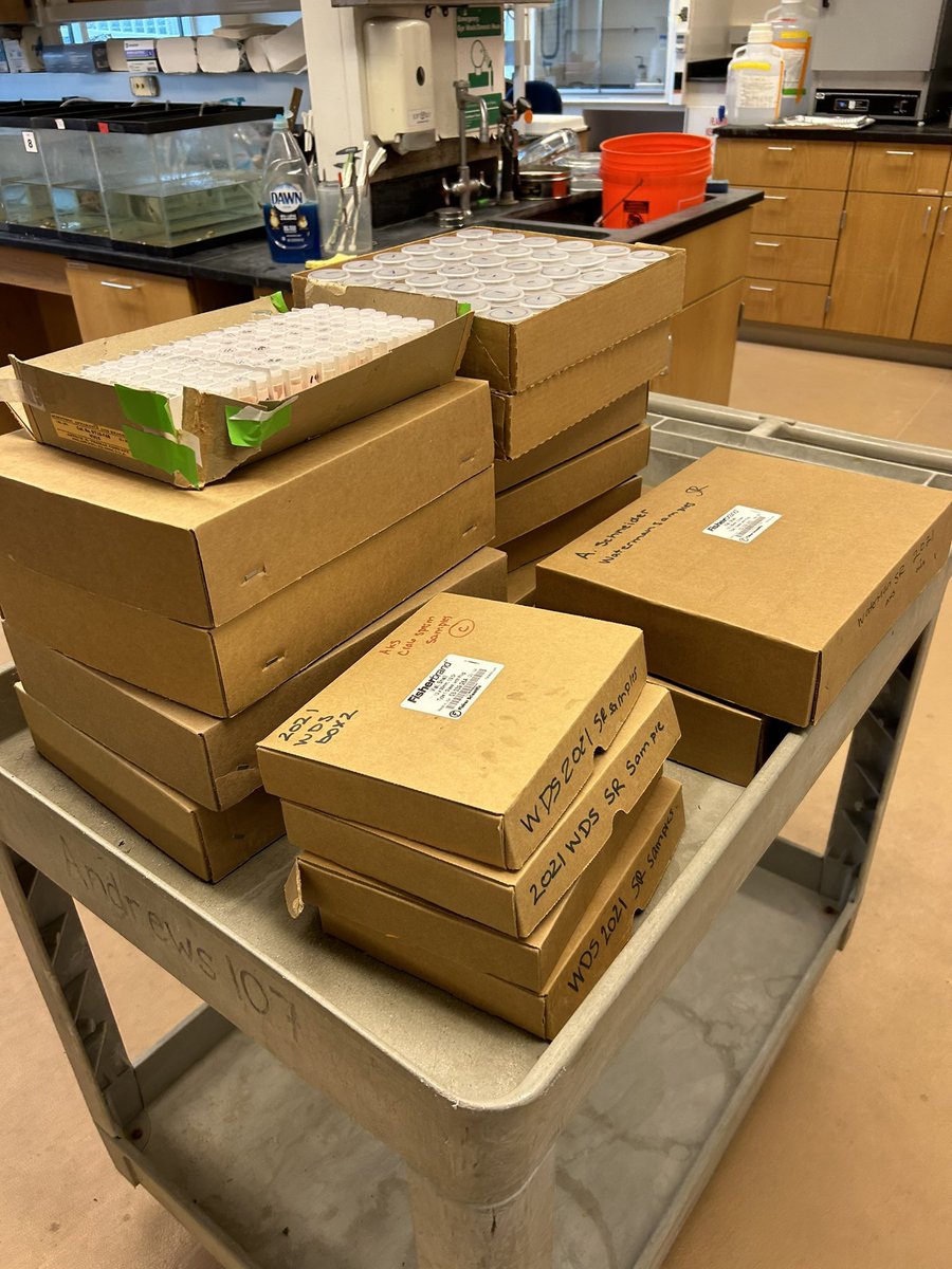 Archiving samples on this rainy Friday! Two dissertation chapters worth of blue crab seminal receptacles and eggs 🙈💃🏼