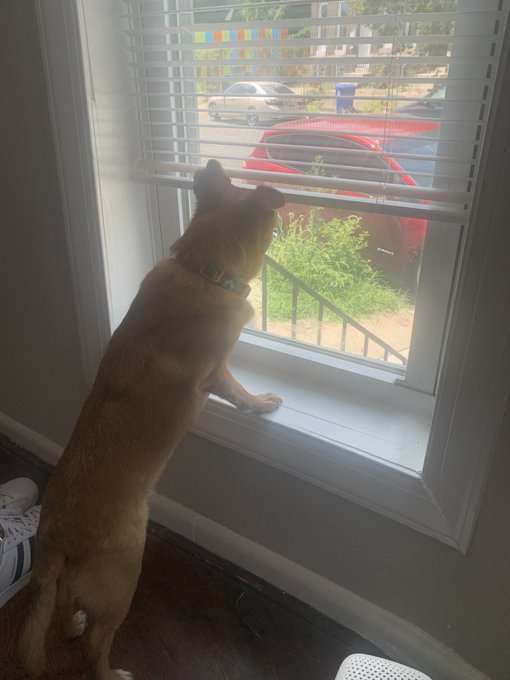 She likes that new house has puppy level window access https://t.co/x7HI6ej65u<a href="/tag/dabloons"class="tags"><span>#dabloons</span></a>