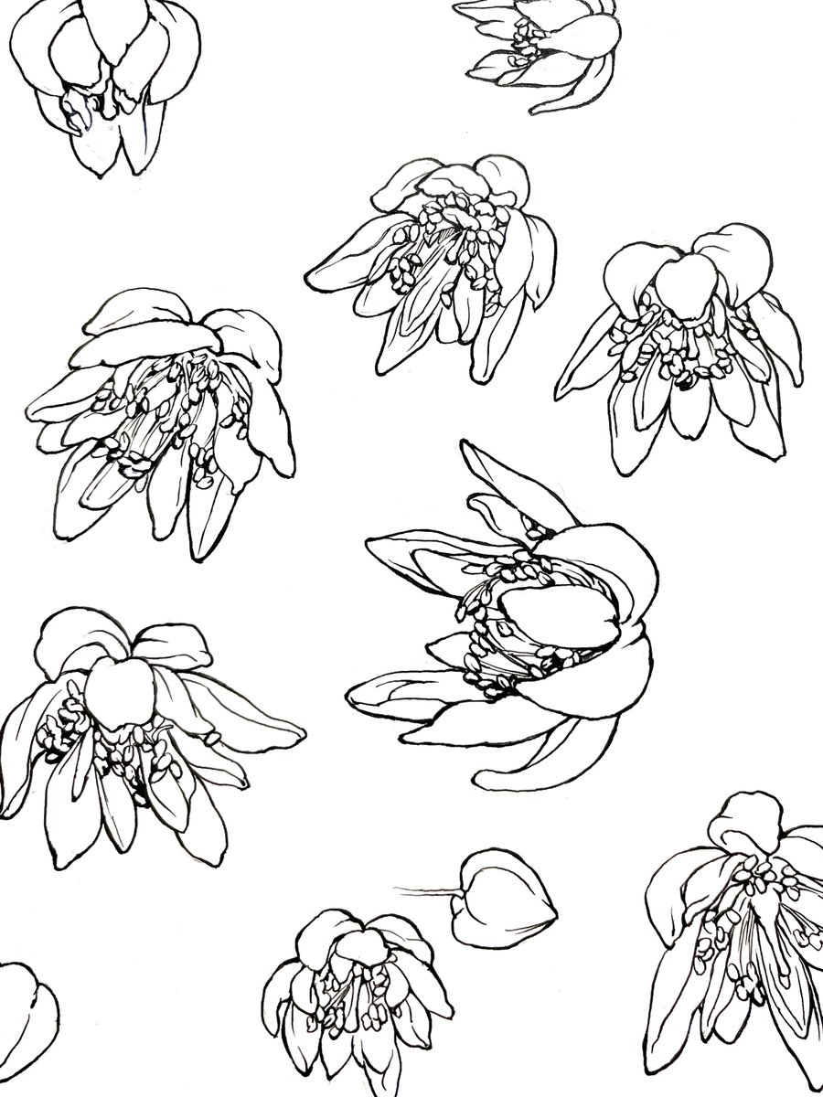 菩提樹の花スケッチ
