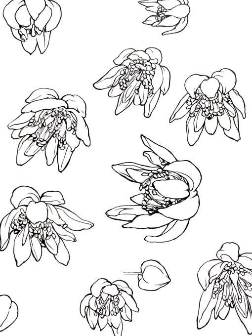 菩提樹の花スケッチ