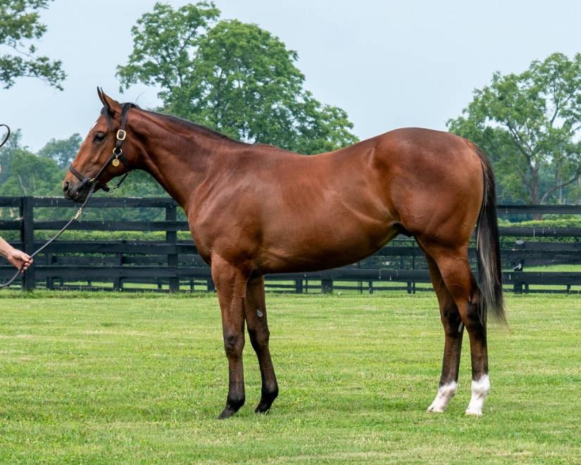 Gainesway's tweet photo. Selling Monday as HIP 77 @FasigTiptonCo SARATOGA โจ
@StonestreetFarm #BredAndRaised colt by QUALITY ROAD (@LanesEndFarms) out of GSW I'm A Looker. This is the family of G1Ws Dortmund, Lakeville Miss, & Mogambo.
๐ณhttps://t.co/vZpyvb6qLc https://t.co/U1aYyOyq1c