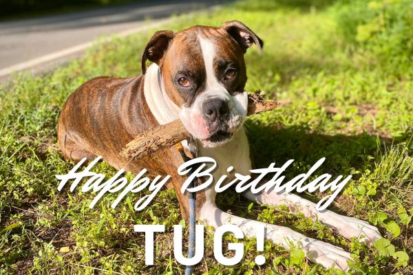 @TNflattop Happy 6th BIRTHDAY TUG!! 🥳🥳💖💖 We LOVE you!! #TurboTugandTink