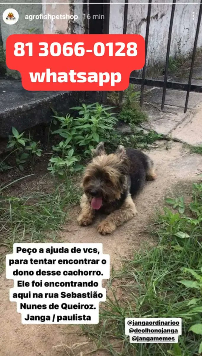 AnimaisRecife's tweet photo. 🔎 PROCURA-SE O TUTOR
JANGA - PAULISTA
RM RECIFE

VAGANDO SOZINHO 💔
alguém perdeu? https://t.co/HdJnIliSGx
