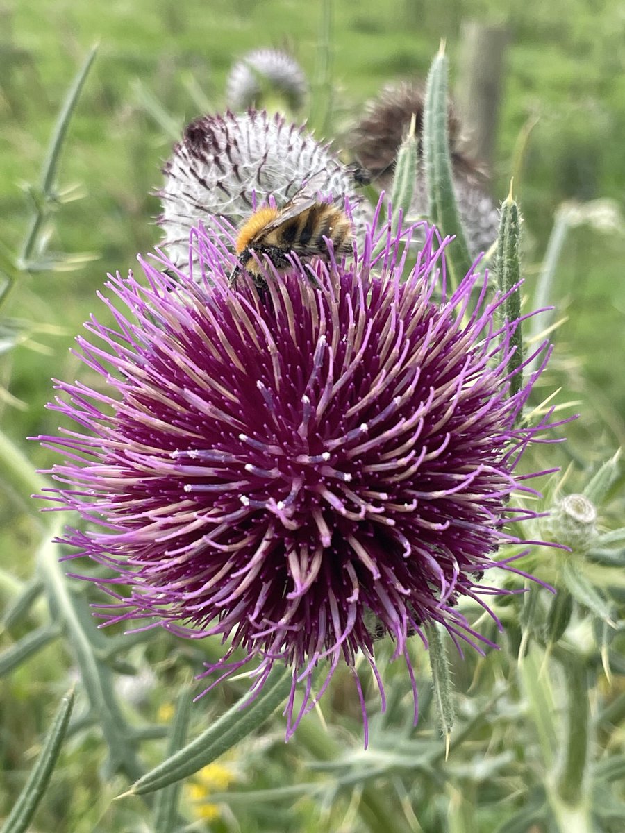 Woolly Thistle! What an impressive looking thistle and seemingly very popular with the #pollinators Not just a weed but another beautiful wildflower of great importance to our insects! @morethanweeds @wildflower_hour @BSBIbotany @HantsIWWildlife