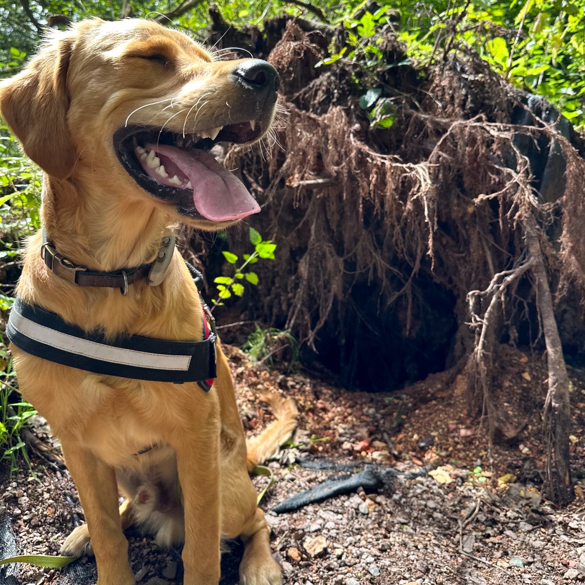 Down in the woods #redmoonshine #goldenretrievers #puppyphotos #goldenpuppy #woodlandwalks #outdoorphotography #petphotography #alvecotepools #dogwalking #dogphotography