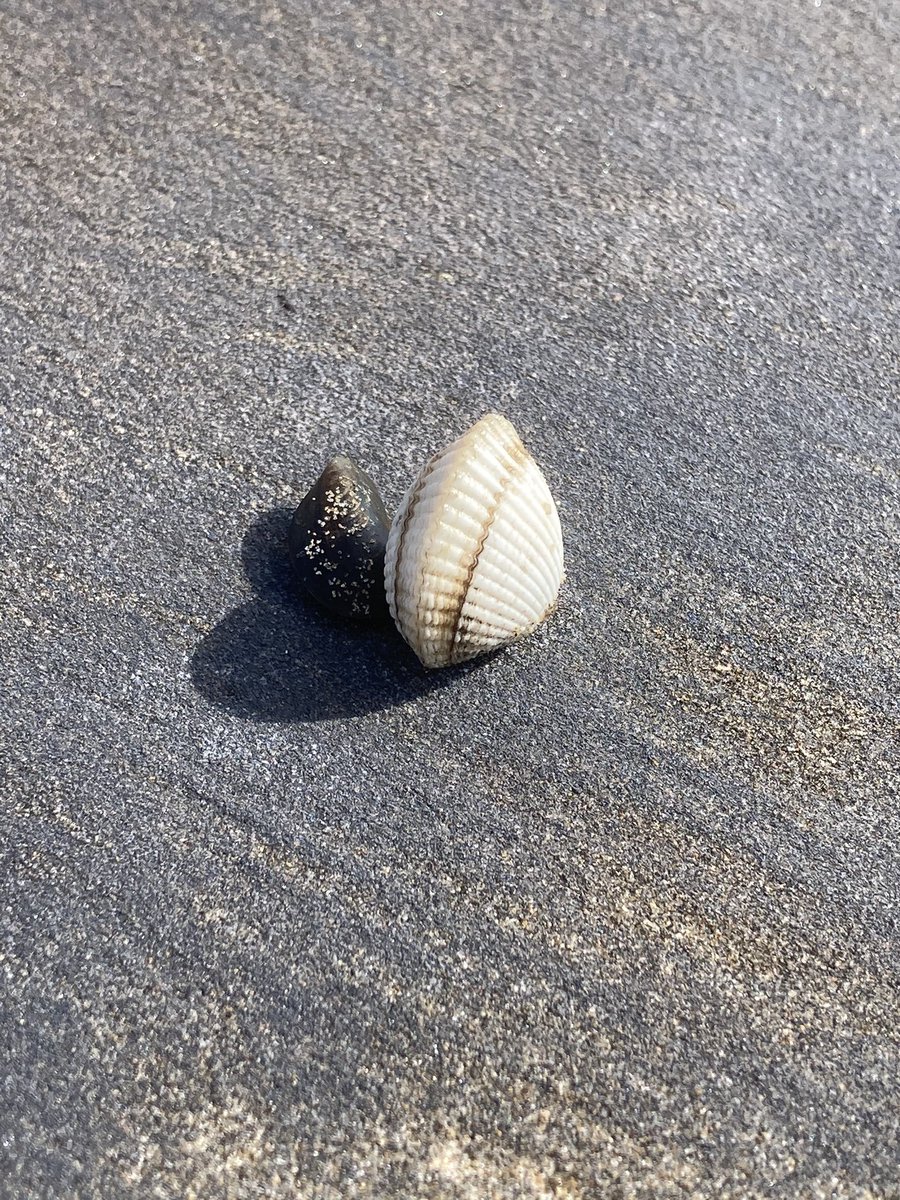WestphalAlexan1's tweet photo. Quelques pépites noires encore visibles sur les côtes de l’Atlantique 😢 https://t.co/oujitxaneE