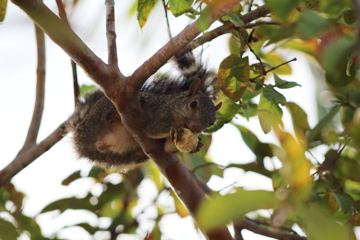 Fauna ut #utcancun <a href="/UTCancun/">UT Cancún BIS</a>