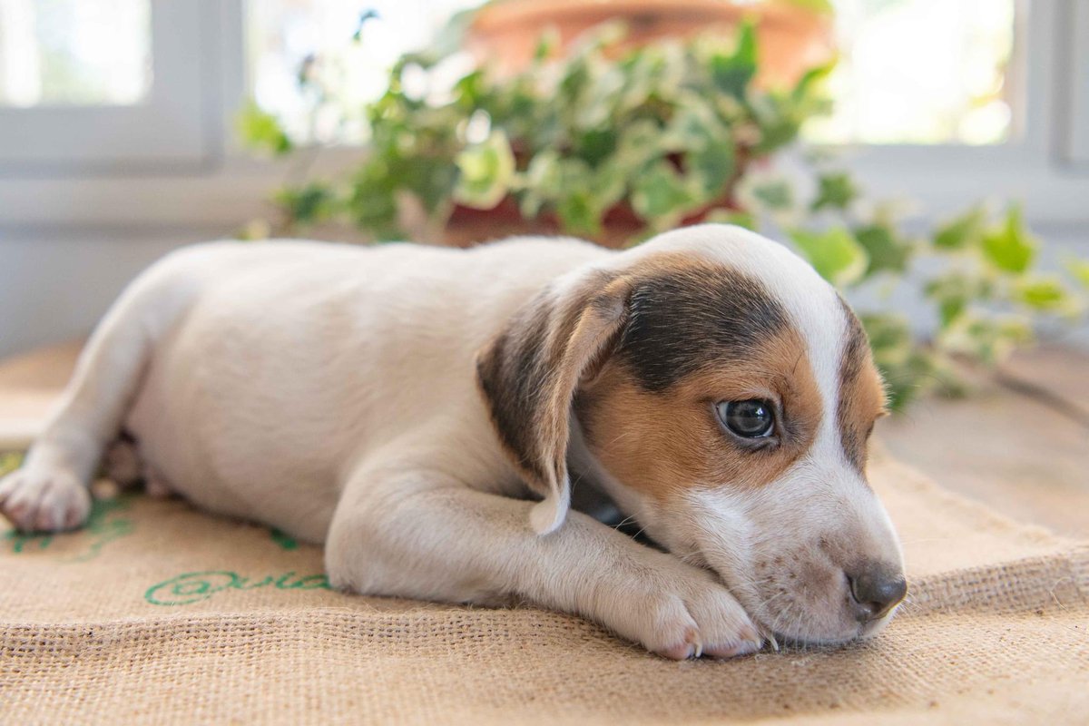 vidaconperros's tweet photo. DORITO tiene sobre mes y medio a dos meses, son mestizos de Bodeguero con Beagle segun nos han contado. Ella es chico
Si deseas adoptarle escribenos a vidaconperros@hotmail.com https://t.co/Yp1vq7TUTZ