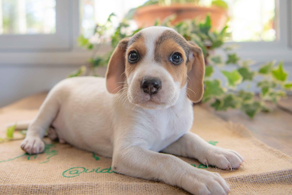 vidaconperros's tweet photo. DORITO tiene sobre mes y medio a dos meses, son mestizos de Bodeguero con Beagle segun nos han contado. Ella es chico
Si deseas adoptarle escribenos a vidaconperros@hotmail.com https://t.co/Yp1vq7TUTZ