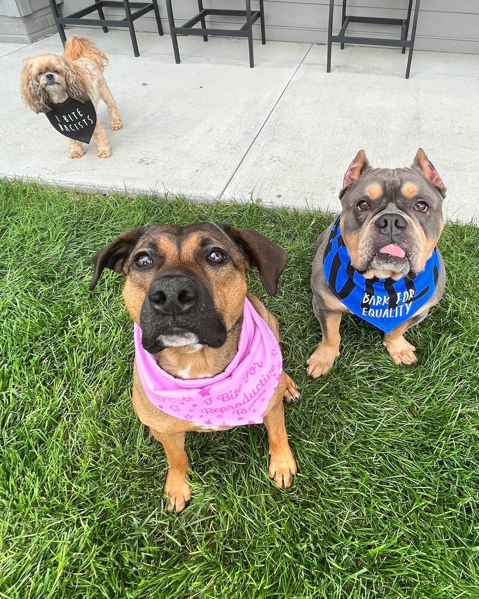 CogsDogs's tweet photo. Don’t mess with this crew!

If you see them on the streets, do NOT approach…

They will kill ☠️ you with kisses 😘. Don’t tell them I told ya. They have a tuff reputation to uphold. 

https://t.co/R6zFKRX9Vs

#barkforequality #ibiteracists #ibiteforreproductiverights #dogs https://t.co/e3jDf57b6D