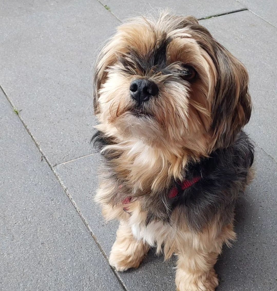 DerBishop17's tweet image. Hallo ich wollte nur sagen das jetzt Wochenende ist. #dogcontent