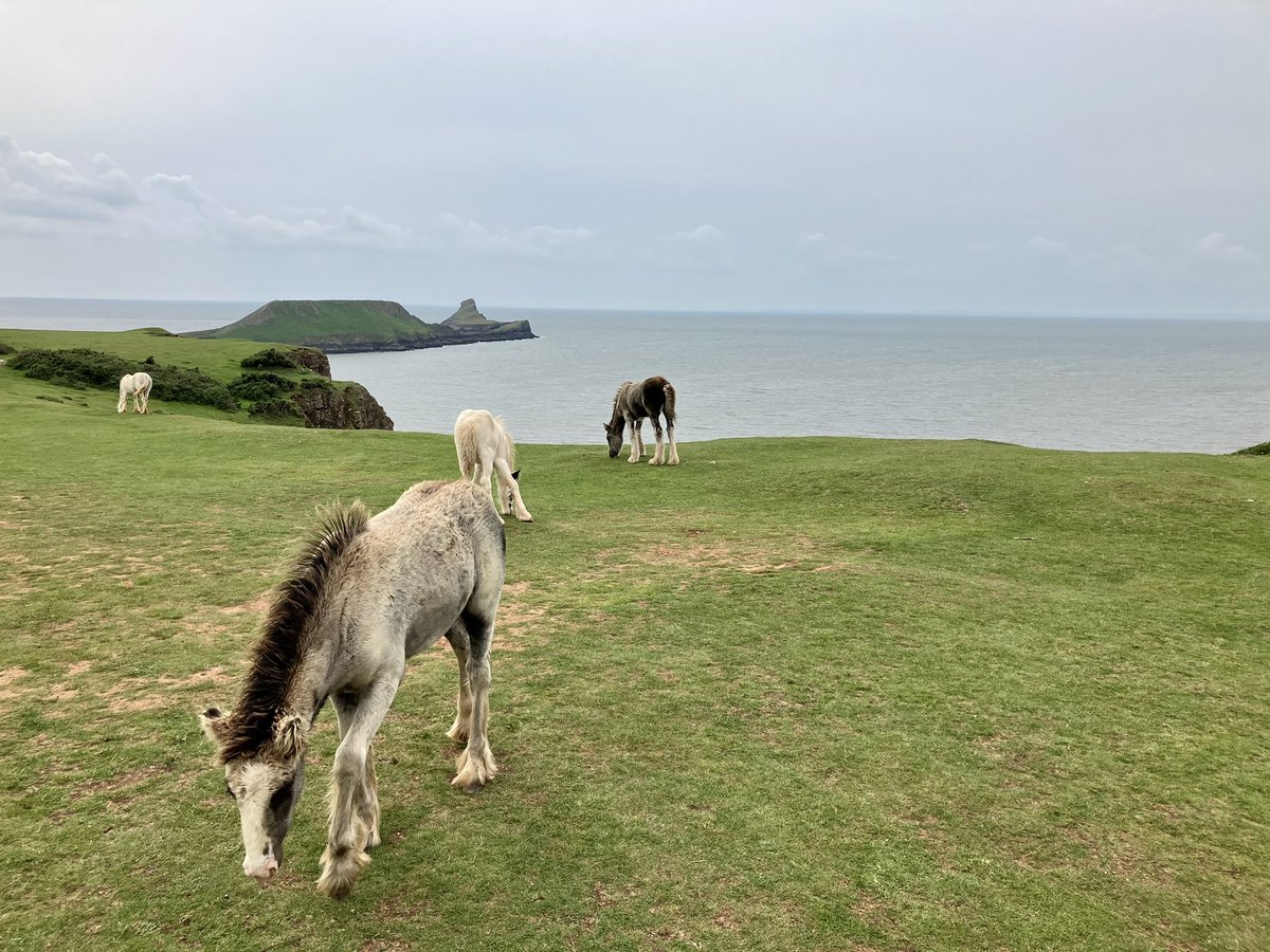 only1keogh1972's tweet photo. Little bump around #Rhossilli bit fresh down there #wormshead #gower 🌻 https://t.co/8WzNGOY5uC