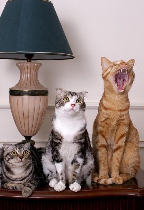 vetswithpets00's tweet photo. World's Loudest #Cats: Here are 10 breeds of vocal #cat that will chat with their owners - including the gorgeous #SiameseCat | The Scotsman
#catowner #catlover #catlady #catbreeds #vetswithpets https://t.co/orwL0JCSCZ https://t.co/07LY1LerKr
