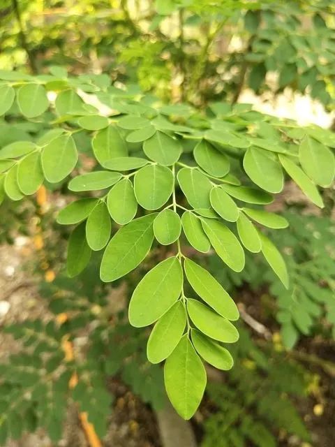 ShambaReport's tweet photo. Bored?!
Revitalize your skin this cold season with these locally known herbs.
Frame 1: Aloe vera
Frame 2: Moringa
Frame 3: Neem

#FarmingTip https://t.co/duubhFFnDu