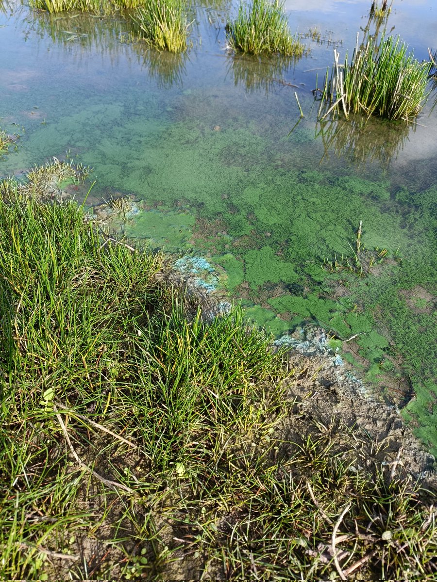 DenbyFG's tweet photo. Take care if you're near Dumbles pond in #Denby, the blue algae is making a return. Try not to let your doggies get near @EnvAgencyMids https://t.co/iOr7HxSQYM
