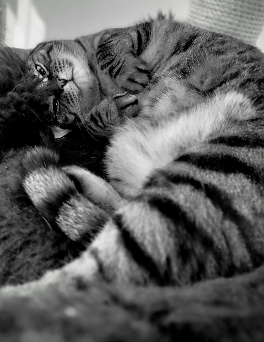 YuppieTrashMike's tweet photo. Snapping some photos with my new @nothing phone. #yuppietrashmike #nothing2 #cats #photography https://t.co/MqHd9oinIf