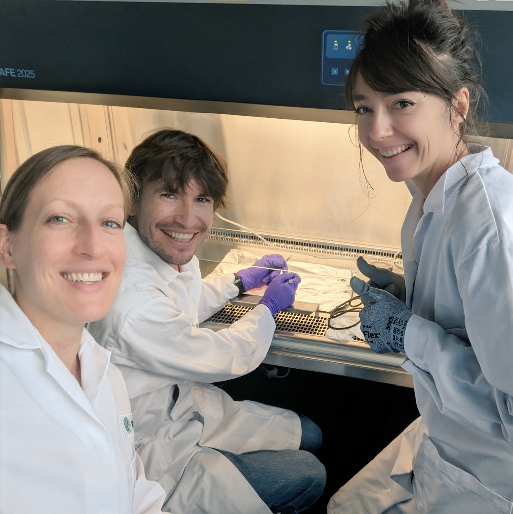 Genevieve Housman (@gahousman) on Twitter photo Friday funday trying out some cool new sampling techniques in the lab with <a href="/AlexandraSchuh/">Alexandra Schuh</a> and Tobias Gräßle! 🦴🧬 Friday funday trying out some cool new sampling techniques in the lab with <a href="/AlexandraSchuh/">Alexandra Schuh</a> and Tobias Gräßle! 🦴🧬