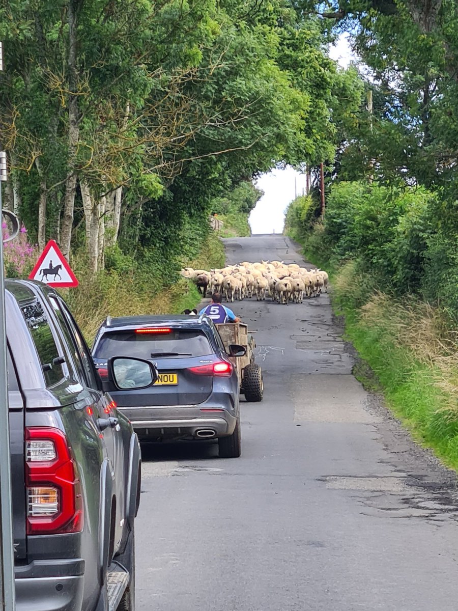 palikeva's tweet image. Rush hour in #ScottishBorders. #commute #cyc