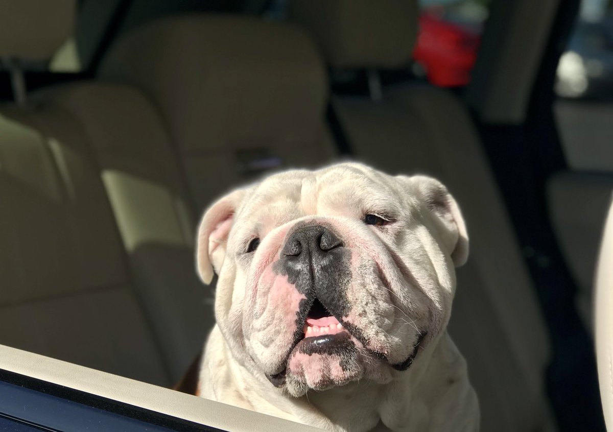 RoccoCocoKobe's tweet photo. #HappyBirthday Rocco! 🎂🥳 To the squishiest, cutest, kissiest, cuddliest, crotchetiest, and sweetest Baby Boy in all the land ❤️ Blessings on your 8th trip around the sun ☀️ We love you! ❤️ https://t.co/Ts5Qjx4Jrv