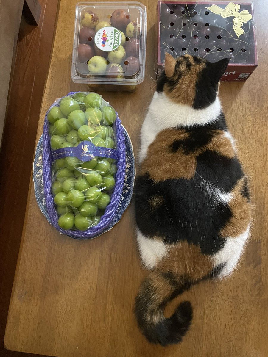 ทุกคนเราซื้อองุ่นมา ใหญ่มาก แต่แมวเราตัวใหญ่กว่า