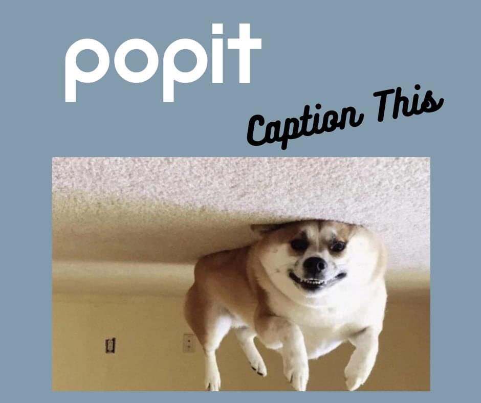 PopitMobile's tweet photo. 🥳🥳🥳🥳Friday Funday! 🥳🥳🥳🥳

Caption this is back! 🤩🤩

We had a chuckle in the office over captions for this one. Lets hear yours! 🤣🤣🤣🤣 https://t.co/F5HltkIP5e