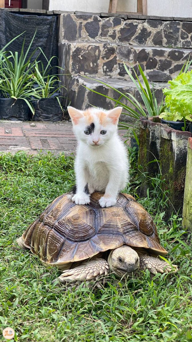 kcg! abis main capek kalo jalan, yaudah nebeng pak syupir aja. Plan-plan pak syupir…