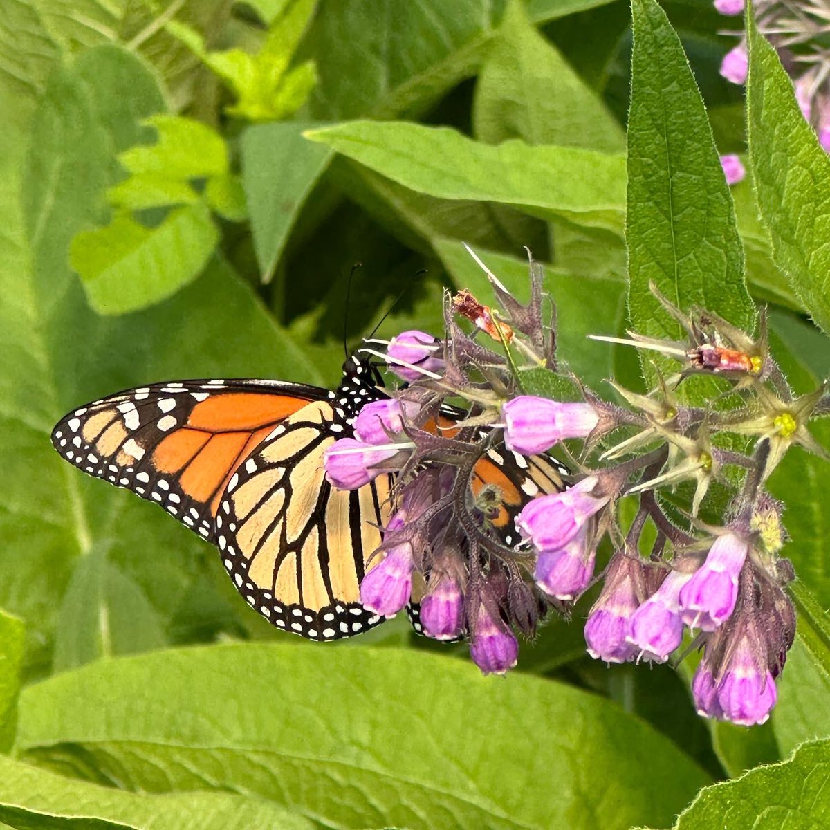 gvsusap's tweet photo. A little peek at our friendly neighborhood pollinators, an arachnid nest, and of course mr. slug 🐝🌿🕸️ https://t.co/Z5U3DEzqyf
