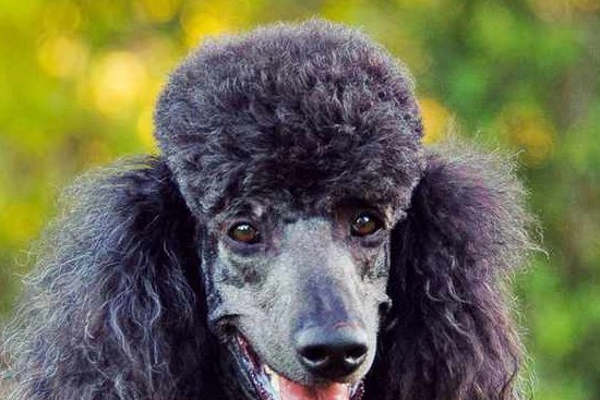 TonduTurk tweet media