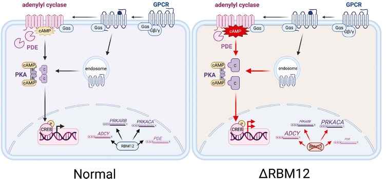 Nina Tsvetanova (@tsvetanovalab) on Twitter photo Nisa and Angelica's study identifying a novel role for the psychosis gene RBM12 in GPCR/cAMP signaling is now out in <a href="/jbiolchem/">Journal of Biological Chemistry</a> & was selected as one of JBC's "Editors' Picks"!! <a href="/Duke_PCB/">Duke Pharmacology & Cancer Biology Department</a> <a href="/Duke_CMB/">Duke Cell and Molecular Biology Graduate Program</a>
Read the pre-proof here: doi.org/10.1016/j.jbc.… Nisa and Angelica's study identifying a novel role for the psychosis gene RBM12 in GPCR/cAMP signaling is now out in <a href="/jbiolchem/">Journal of Biological Chemistry</a> & was selected as one of JBC's "Editors' Picks"!! <a href="/Duke_PCB/">Duke Pharmacology & Cancer Biology Department</a> <a href="/Duke_CMB/">Duke Cell and Molecular Biology Graduate Program</a>
Read the pre-proof here: doi.org/10.1016/j.jbc.…