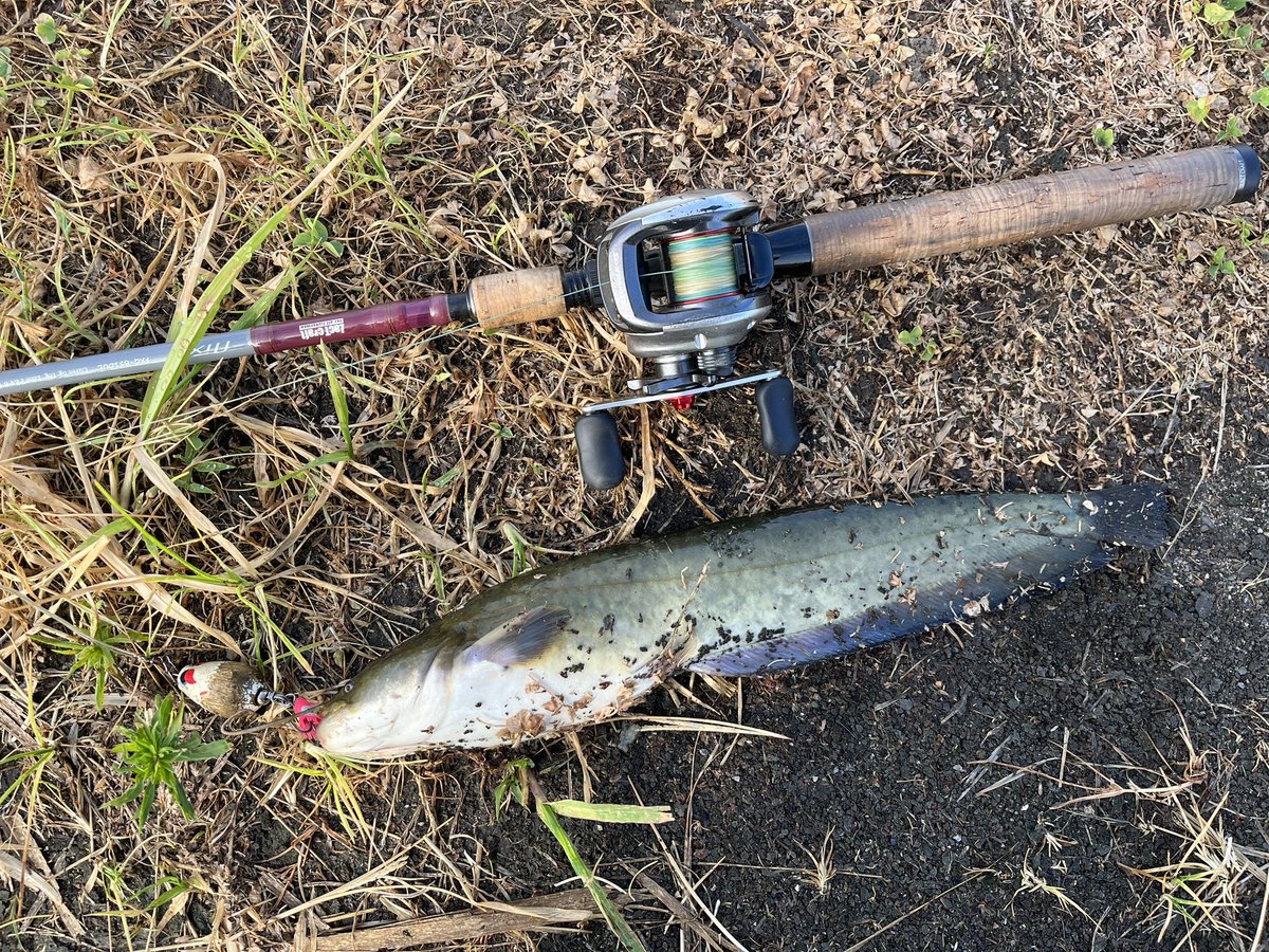 catfish_kun's tweet photo. 本日のナマズ釣果
出勤前に5分だけ朝練😊
早々に1バイトも掛けられず💦
ラスト1投で😆✨✨
イブポップちゃんありがと〜🥰✨✨
2バイト1ヒット1ゲット
#マサ工房 #イブポップ #ザクトクラフト #flixir #デイナマ #朝練 https://t.co/0ckbHLKAQM