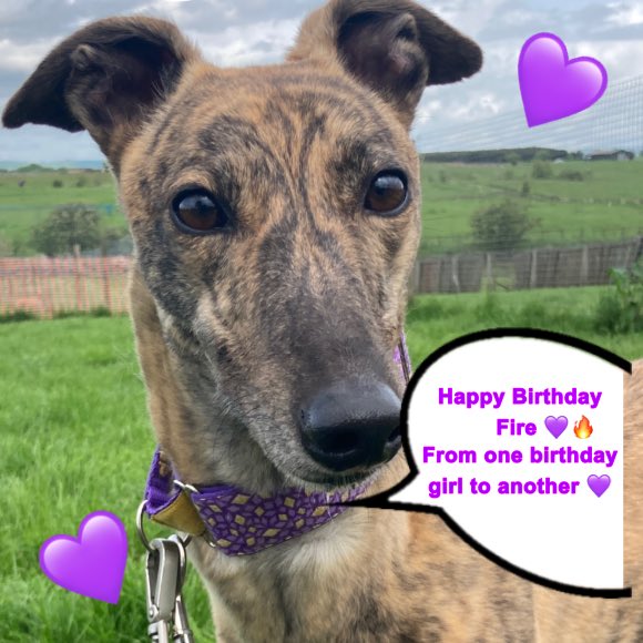 GreyhoundRFife's tweet photo. @FiresBrigade Happy Birthday Fire, from Candy and all the #Greyhounds at #GRF We love seeing all your antics with Bones! Have a #greyt Birthday 🥳🎂@FiresBrigade 💜 https://t.co/sLpFIlkqic