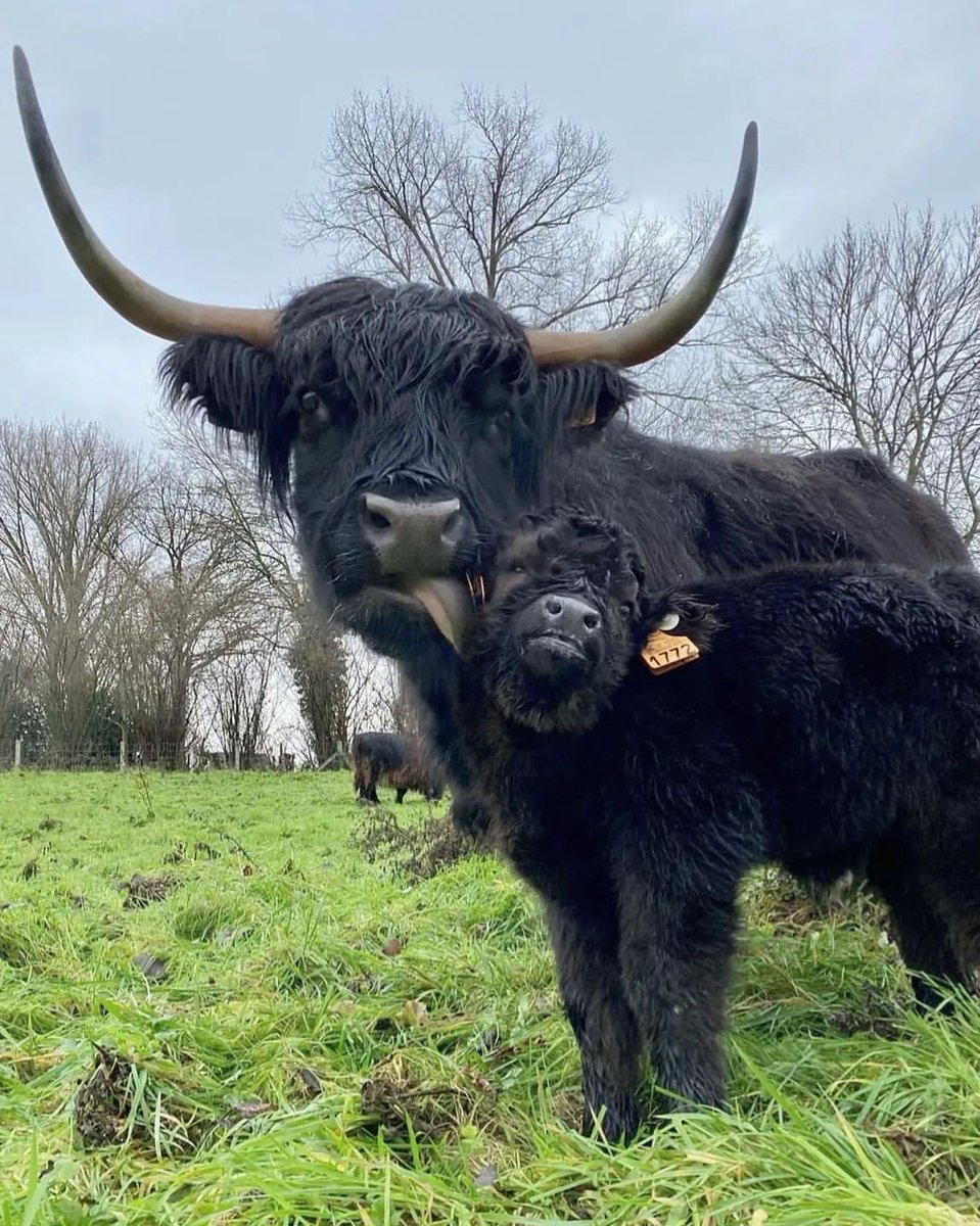 cowlovers4's tweet photo. https://t.co/qo4oPv5HUh
