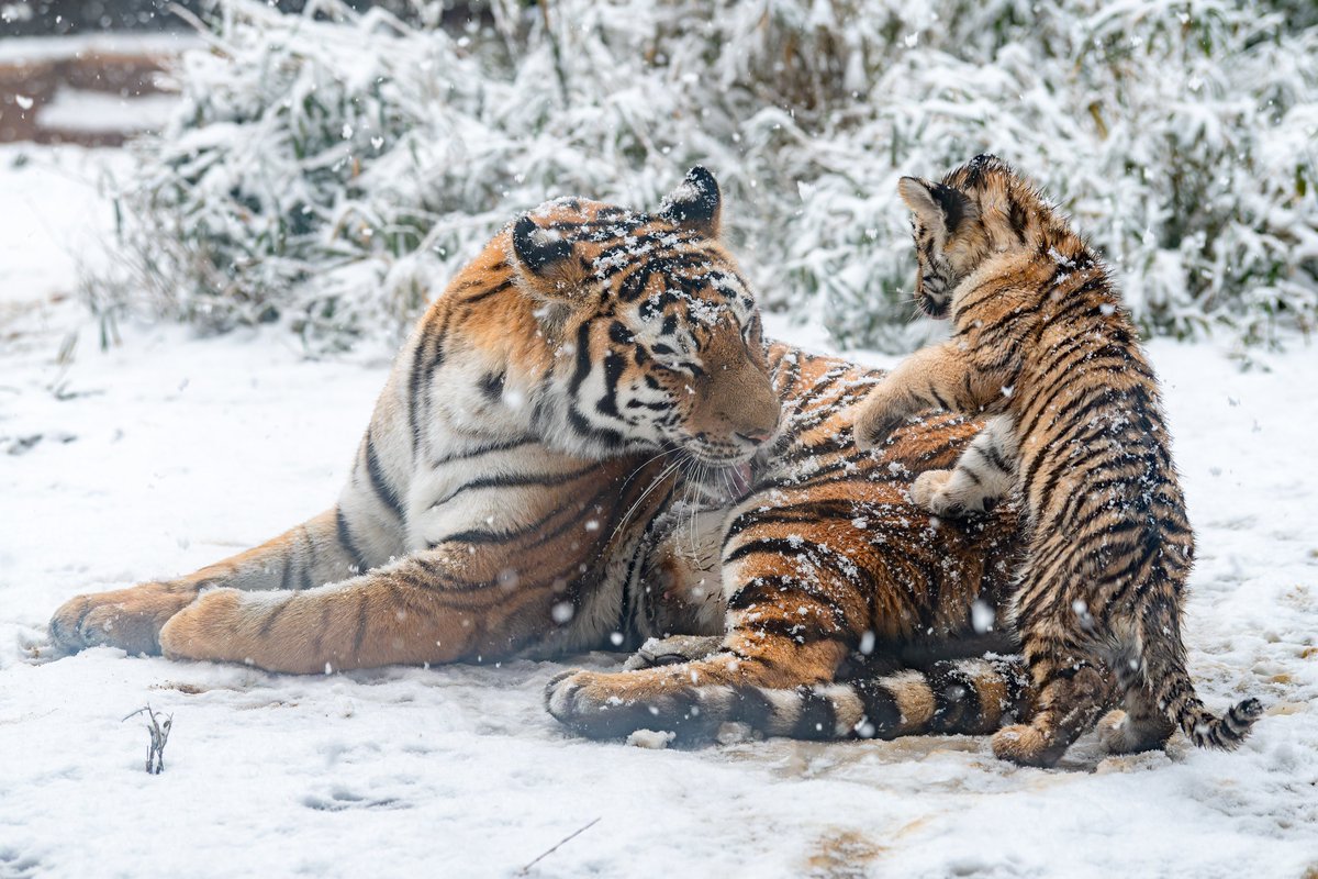 vanity_temple's tweet photo. とりあえずおかあさんに登りたい🐯 https://t.co/IaculBSbq2
