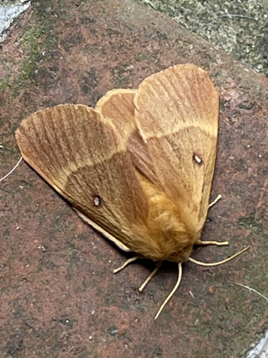 The Trug tweet media