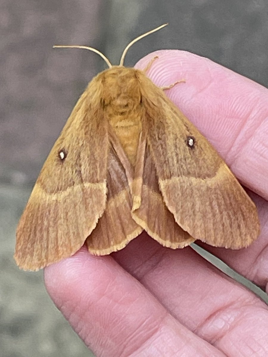 The Trug tweet media