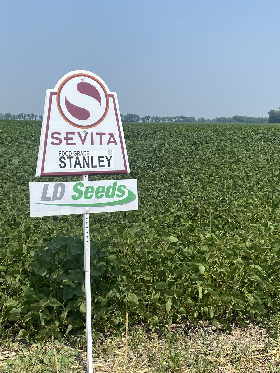 SevitaWest's tweet photo. Stanley Food Grade Variety @Sevita_Int showcasing very well east of Altona.  The recent thunderstorms have helped this field during this hot spell. @LD_Seeds Talk to Dylan and Rory about the profitability per acre growing Food grade soybeans! #PremiumMarkets https://t.co/9eReFLcNFb