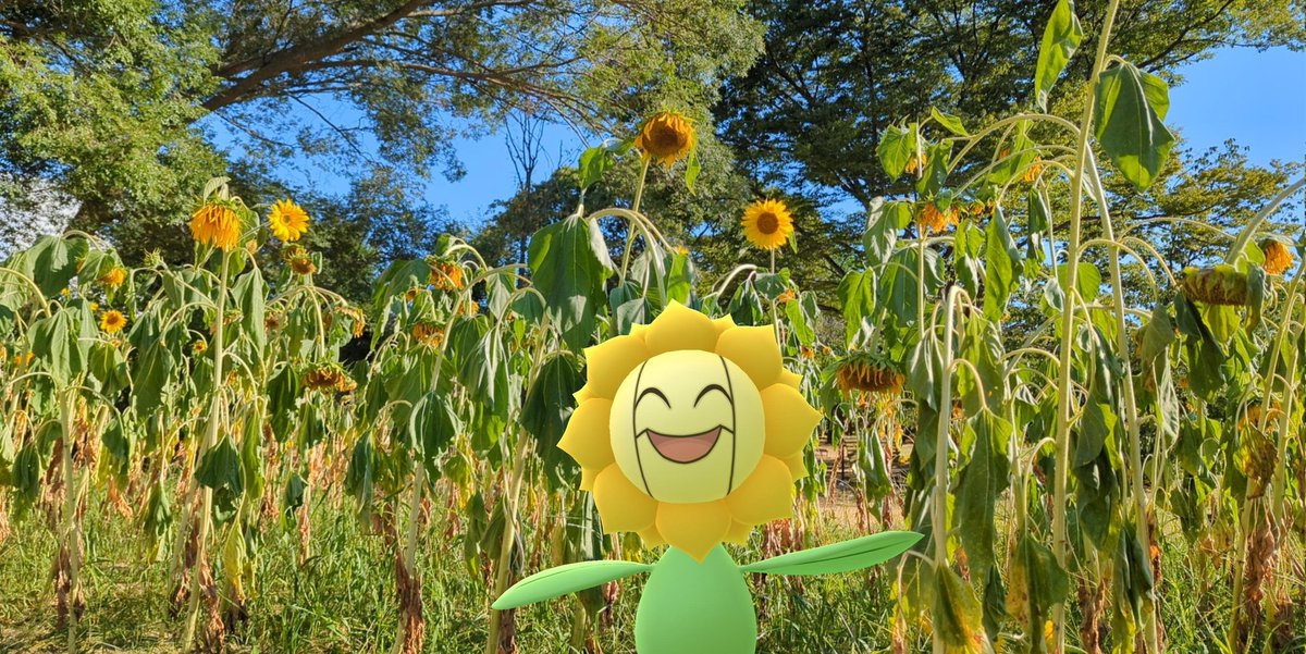 punsucasan's tweet photo. 盛夏(花)の行進
#万博記念公園 #GOフェス大阪
#キマワリ #ポケモンGO #PokemonGO #GOsnapshot  #NianticAR #ARPhotoADay https://t.co/BtX7ChtvZF